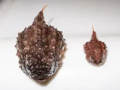 Newfoundland Spiny Lumpsucker thumbnail 1