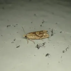 Pale-headed Eucosma Moth thumbnail 2