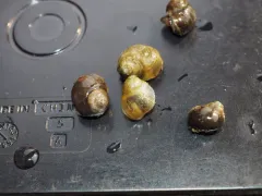 Ashy Pebblesnail thumbnail 1