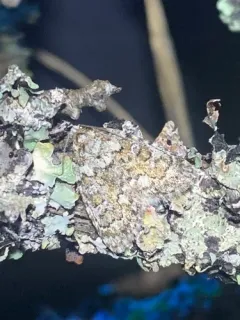 Cryphia Moth thumbnail 4
