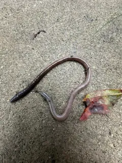Black-headed Worm thumbnail 2