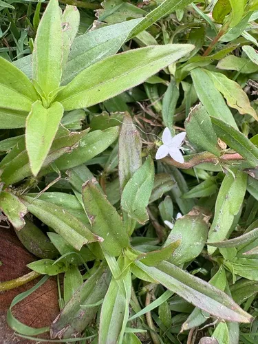 buttonweed