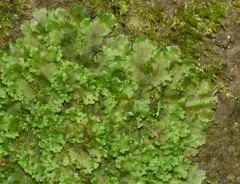 Endive Pellia thumbnail 2