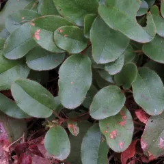 trailing arbutus thumbnail 3