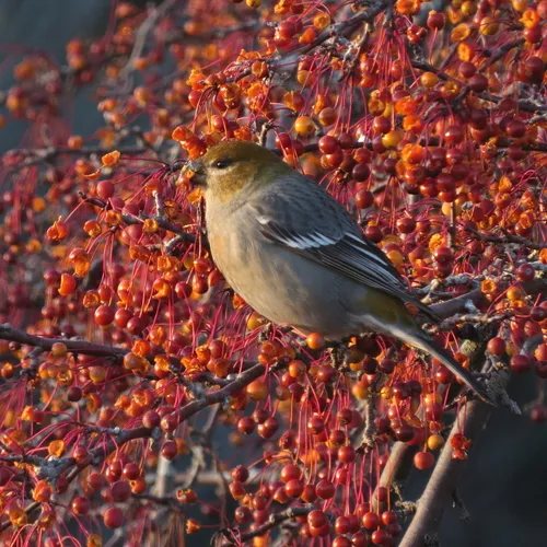 Pine Grosbeak