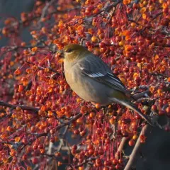 Pine Grosbeak thumbnail 1