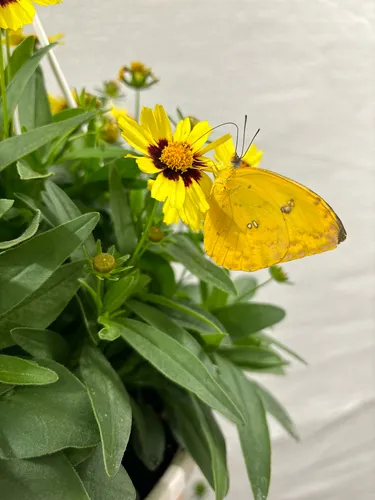 Orange-barred Sulphur