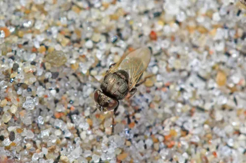 Mosillus tibialis