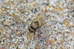 Mosillus tibialis thumbnail 1
