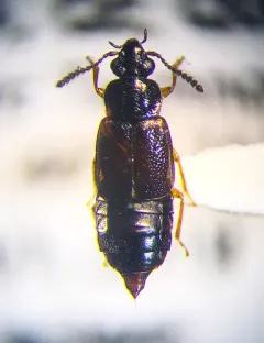 Omalium rivulare thumbnail 2