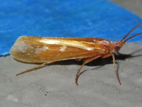 Limnephilus morrisoni