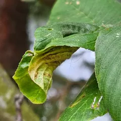 Coffeeberry Midrib Gall Moth thumbnail 2