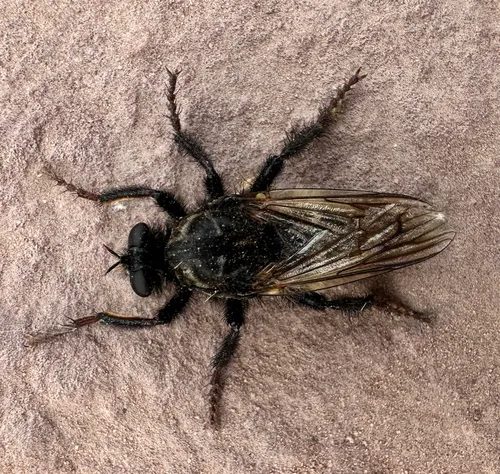 Cyrtopogon dasyllis