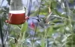 Xantus's Hummingbird thumbnail 4