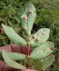 Diplolepis rosaefolii thumbnail 1