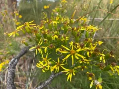 Riddell's ragwort thumbnail 2