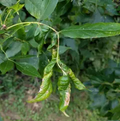 leafcurl ash aphid thumbnail 1