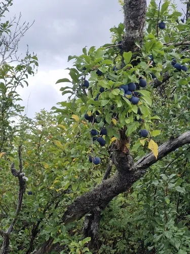 Damson