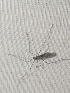 Ormosia romanovichiana thumbnail 2