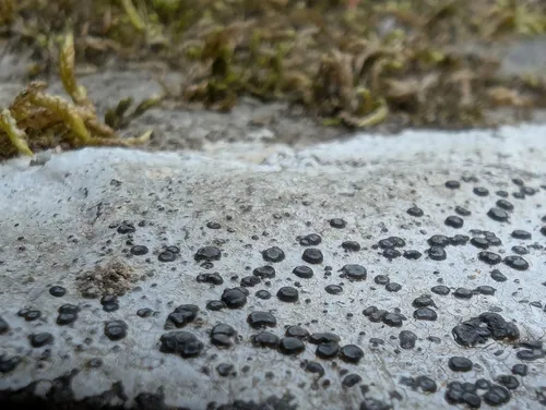 Carlott's porpidia lichen