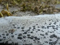 Carlott's porpidia lichen thumbnail 1