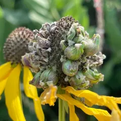 Prairie Coneflower Gall Midge thumbnail 4