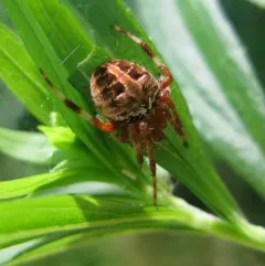 Red-femured Spotted Orbweaver thumbnail 2