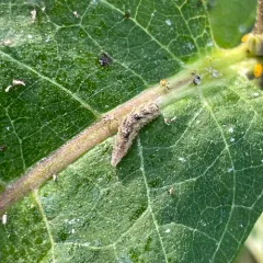 Long-tailed Aphideater thumbnail 4
