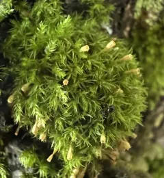 Ulota crispula thumbnail 4