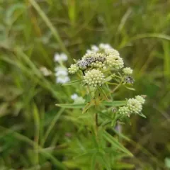 Virginia mountain mint thumbnail 3