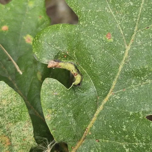 Californian Woolly Oak Aphid