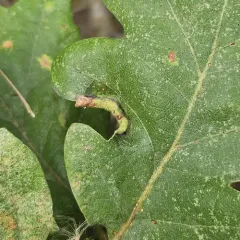 Californian Woolly Oak Aphid thumbnail 1
