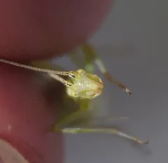 Four-spotted Tree Cricket thumbnail 4