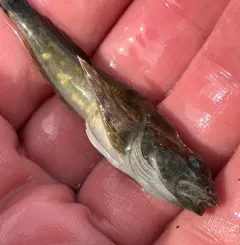 Slimy Sculpin thumbnail 3