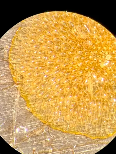 Porella columbiana