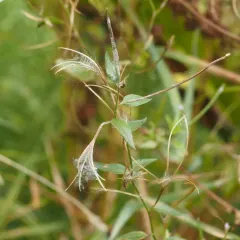 Willowherb Mildew thumbnail 4