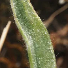 Podosphaera plantaginis thumbnail 3