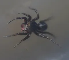 Habronattus americanus thumbnail 2