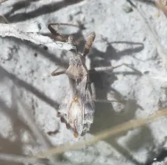 Spined Assassin Bug thumbnail 4