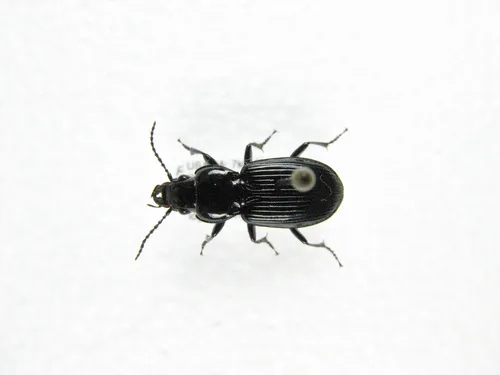 Pterostichus ebeninus