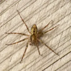 Dirksia cinctipes thumbnail 2