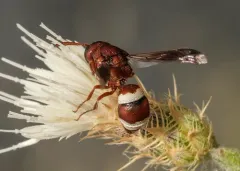 Stenodynerus percampanulatus thumbnail 2