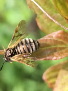 Green Honeysuckle Sawfly thumbnail 4