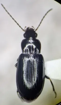 Uniform Harp Ground Beetle thumbnail 3
