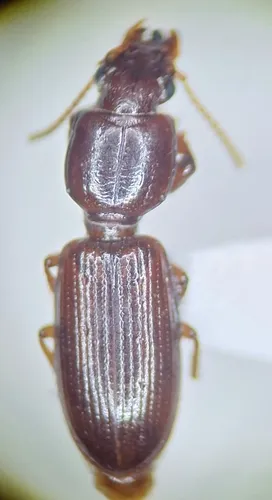 Clivina oregona