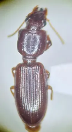 Clivina oregona thumbnail 1