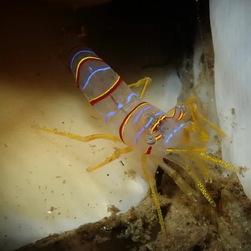 Candy-striped Shrimp