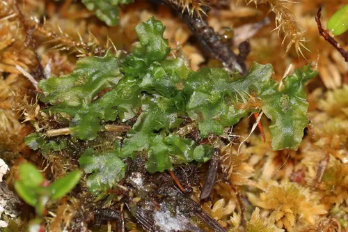 Flotow's Ruffwort