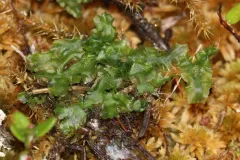 Flotow's Ruffwort thumbnail 1