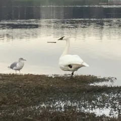 Trumpeter Swan thumbnail 4